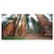 Designart - Three Large Sequoya Trees - African Landscape Canvas Art Print